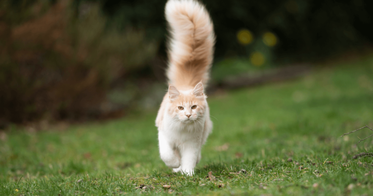 Cat's Tail Reveals