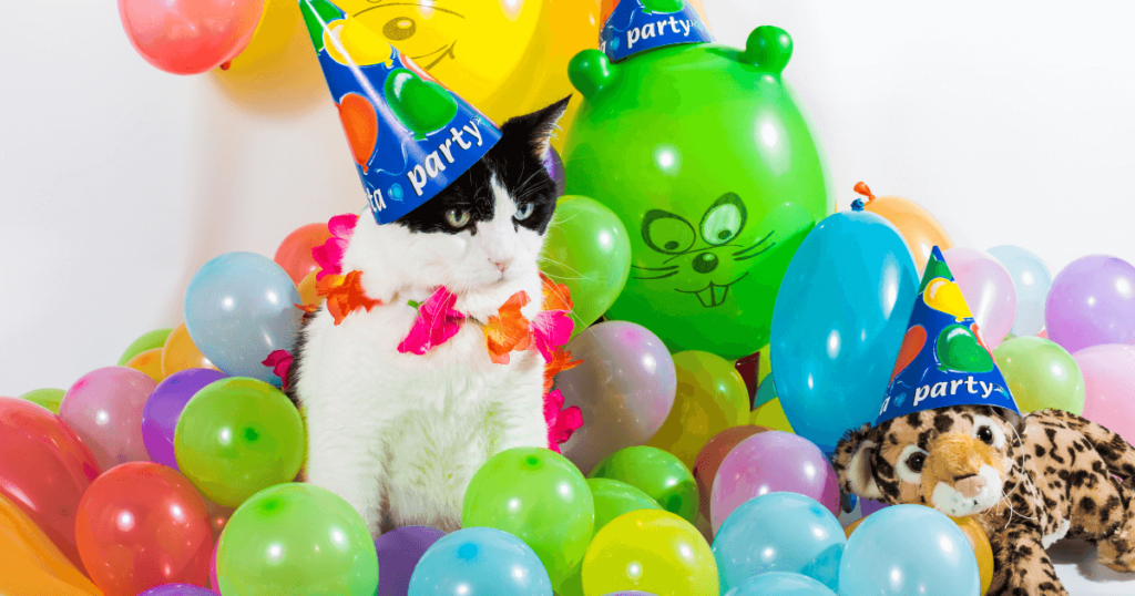 Emma's legendary cat parties